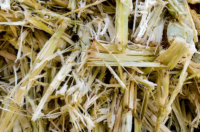 Bagasse is  fibrous , difficult to dry