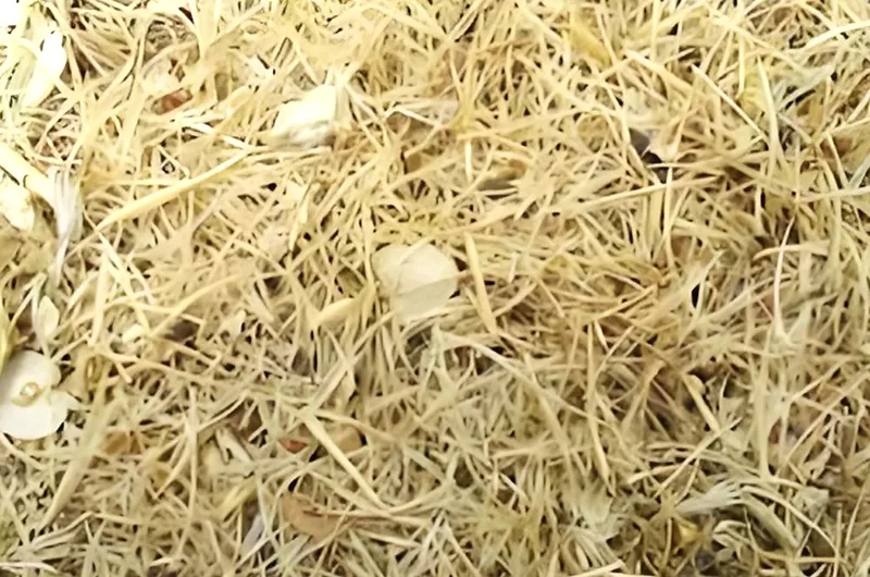 Nature of bagasse is tangled, difficult to dry