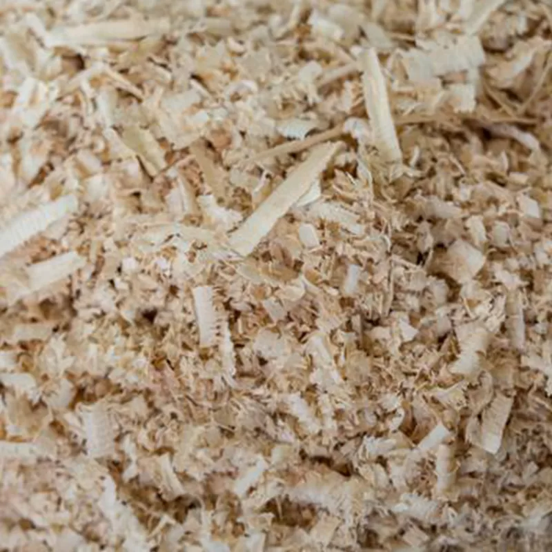 Bagasse