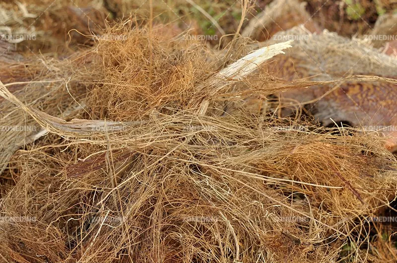 Palm fiber